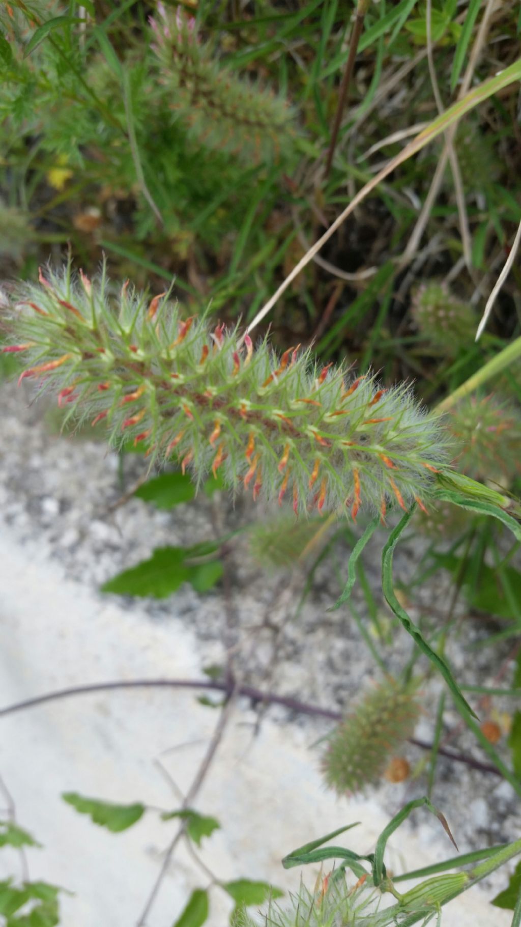 Trifolium angustifolium (Fabaceae)